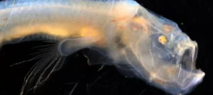 expedition finds bizarre ocean creatures near underwater volcanoes