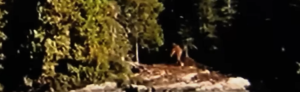 Bigfoot caught on camera in Ontario, Canada