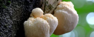 mushroom found to miraculously improve memory