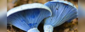 mushrooms could help sustainably solve world hunger problem