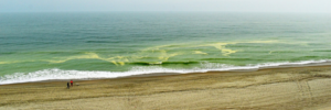 photo shows east coast beach ocean covered in pollen