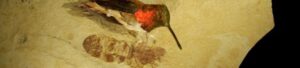 some ancient ants were the size of hummingbirds