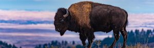 scientists attempt to clone extinct Siberian bison