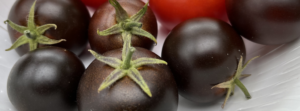 scientists create purple tomatoes