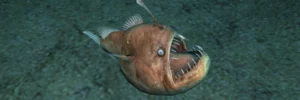 why deep sea fish look like aliens