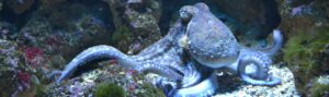 researchers discover octopuses sleep is similar to humans