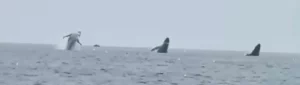 three whales caught on camera breaching at the same time
