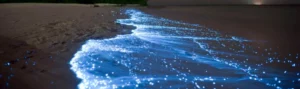 bioluminescent phytoplankton draws tourists to Maldives