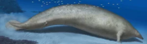 ancient whale may have been heaviest animal ever