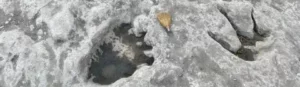 low water levels reveal 110 million yr old dinosaur tracks in Texas