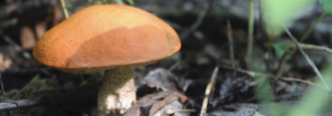 moving mushroom mystifies experts