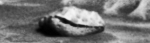 sea shell spotted on Mars