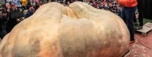massive pumpkin smashes world record