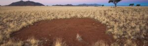 mysterious fairy circles more common than previously thought