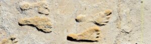 ancient footprints found in New Mexico shifts timeline of early human presence