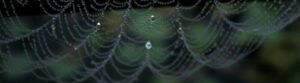 did arachnids originate in the sea