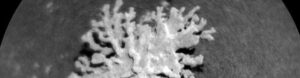 piece of coral found on mars by nasa curiosity rover