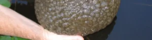 giant mutant blob found floating in US lake