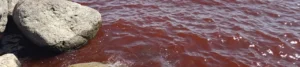Sea of Galilee turns blood red