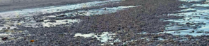 thousands of starfish wash up on Scottish beach