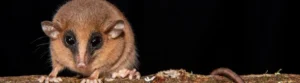 mystery creature found in Peru is new species of marsupial