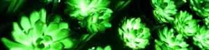 scientists create glow in the dark plants