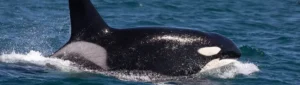 reports of orcas attacking boats increase and experts don’t know why