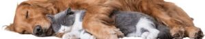 what do animals dream