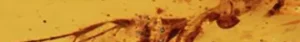 112 million old insects found fossilized in amber