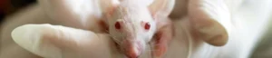 the UK unveils plan to phase out animal testing