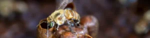 oldest bee species becomes first insect to be granted legal rights