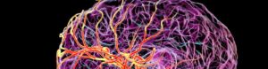 hidden drainage system in human brain is discovered