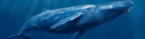 scientists use AI to decode whale language