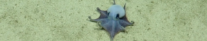 small blue octopus identified as new species