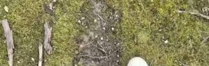 Bigfoot sightings continue to surge in Ohio
