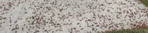 biblical plague of crickets invade western states