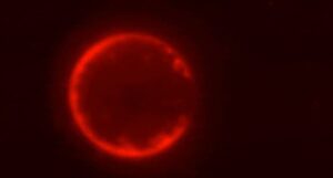 scientists build first artificial cell that feeds, grows and reproduces