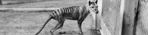 scientists may soon try to de extinct the Tasmanian tiger