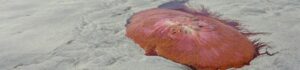 giant toxic jellyfish wash up on New England beaches