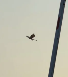 giant dragon spotted flying over UK city