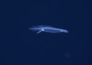 31 alien like marine species discovered off coast of Brazil