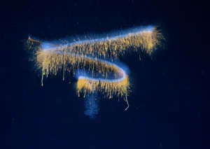 31 alien like marine species discovered off coast of Brazil