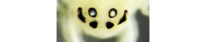 newly discovered spider appears to be smiling
