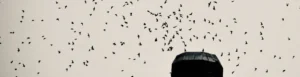 thousands of birds swarm church and disappear down chimney