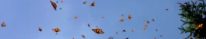 monarch butterflies begin heading south for fall migration