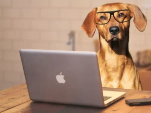 study finds dogs really do understand human speech