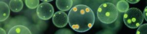 microscopic worlds come to life in annual video competition
