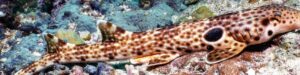 new species of walking shark discovered