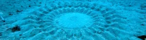 sea floor crop circles found to be made by pufferfish