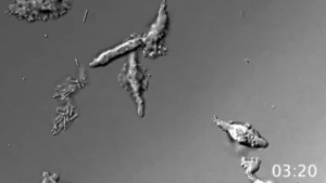newly discovered heat tolerant microbe could broaden search for ET life